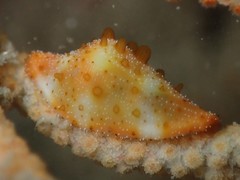 Crenavolva striatula