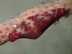 Crenavolva leopardus