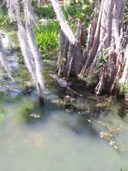 Alligator mississippiensis
