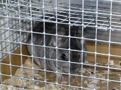 Chinchilla lanigera