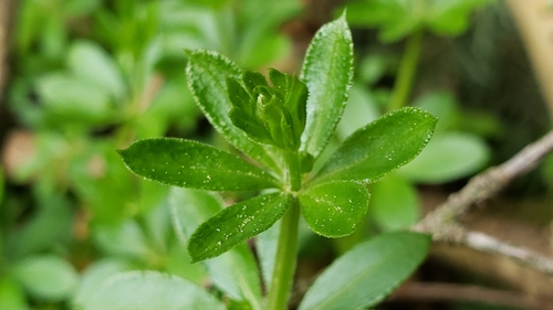 Galium triflorum iNat (2)