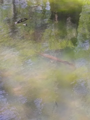 Lepisosteus oculatus