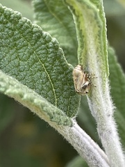 Clastoptera lineatocollis