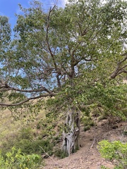 Hippomane mancinella