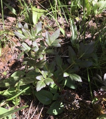 Angelica genuflexa