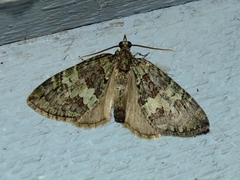 Hydriomena transfigurata
