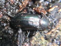 Tarpela