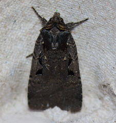 Parabagrotis insularis