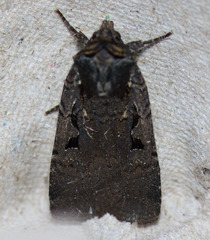 Parabagrotis insularis
