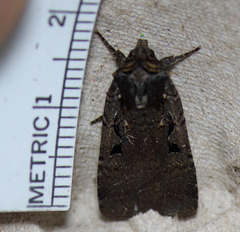 Parabagrotis insularis