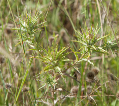 Eryngium hookeri