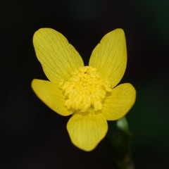 Ranunculus occidentalis