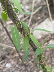 Metastelma barbigerum