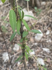 Metastelma barbigerum