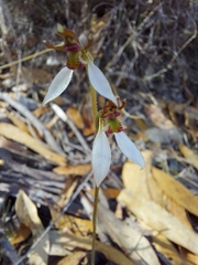 Eriochilus