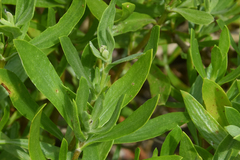 Borrichia arborescens