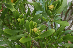 Borrichia arborescens