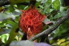 Brownea macrophylla
