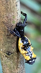 Micrathena spitzi