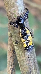 Micrathena spitzi