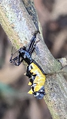 Micrathena spitzi