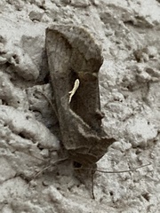 Anagrapha