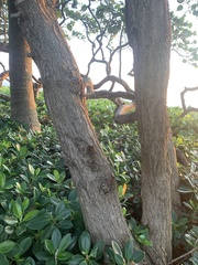 Conocarpus erectus sericeus