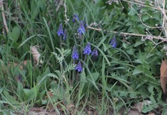 Muscari