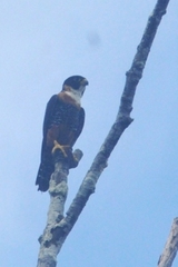 Falco deiroleucus