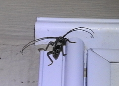 Enaphalodes taeniatus