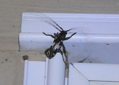 Enaphalodes taeniatus
