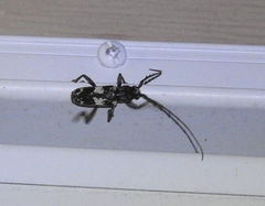 Enaphalodes taeniatus