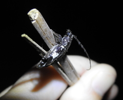 Enaphalodes taeniatus