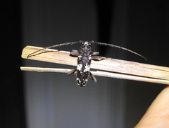 Enaphalodes taeniatus