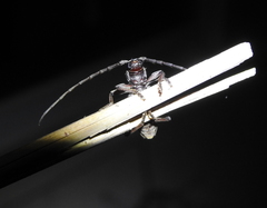 Enaphalodes taeniatus