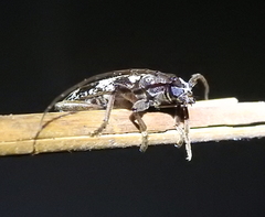 Enaphalodes taeniatus