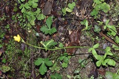 Ranunculus occidentalis