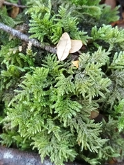 Camptochaete arbuscula