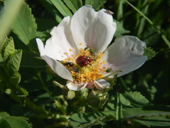 Merhynchites bicolor