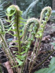 Polystichum munitum
