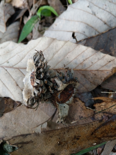 Quercus variabilis iNat (1)
