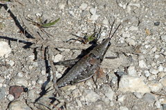 Monistria discrepans