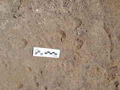 Lepus californicus insularis