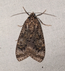 Opharus polystrigata