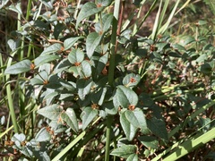 Platylobium reflexum