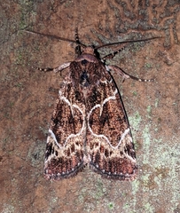 Hampsonodes