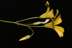 Oxalis colorea
