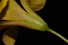 Oxalis colorea
