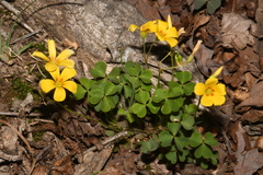 Oxalis colorea