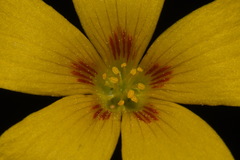 Oxalis colorea